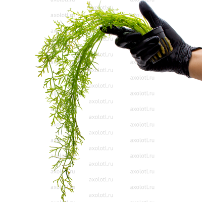 Папоротник Индийский, в горшке